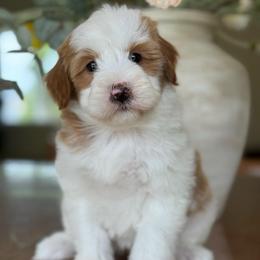 Nora - Parti female Goldendoodle puppy in Yuciapa, California from AlltheDoodlez_