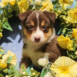 Polly - Red tri female Miniature Australian Shepherd puppy in Sandown, New Hampshire from Ashby Lou Aussies