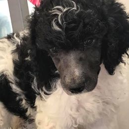 Poodles from Piva’s Prestige Miniature Poodles