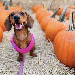 Daisy - Dachshund
