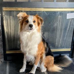 Border Collies from Horizon Kennels