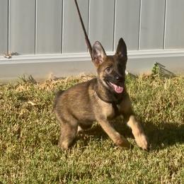 Anisa - Sable female German Shepherd puppy in Whitewater, California from Vom Haus Metzler Shepherds