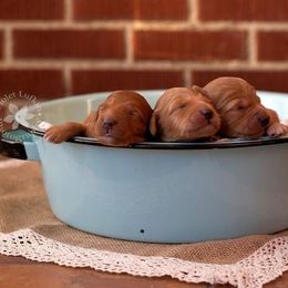 Goldendoodle Puppies from Abidoodles