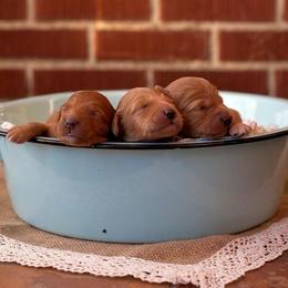 Goldendoodle Puppies from Abidoodles