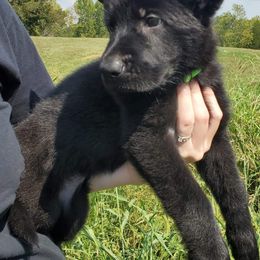 German Shepherd Puppies from Sheldon Shepherds LLC