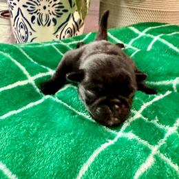 Pug Puppies from Masters Pugs
