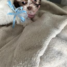 Shih Tzu Puppies from Steps Preppy Pups