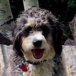 Bernedoodle adult dog