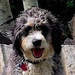 Bernedoodle adult dog