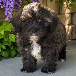 Max - Black and white male Shihpoo puppy in Oklahoma from Rocky Oak Cavaliers & Biewer Terriers LLC