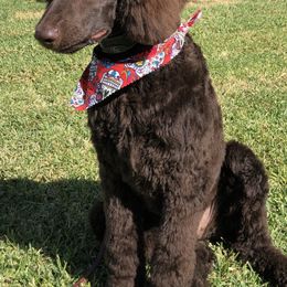 Poodle All Grown Up from TGT Fancy Pants Poodles