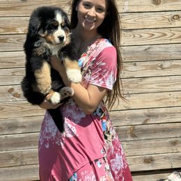 Bernese Mountain Dog Puppies from Faith’s Bernese