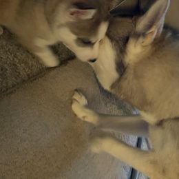 Siberian Husky Puppies from Double Trouble Huskies