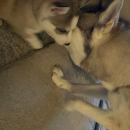 Siberian Husky Puppies from Double Trouble Huskies
