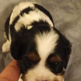 Tootsie - Tri-color female Cavalier King Charles Spaniel puppy in East Providence, Rhode Island from Marta's Cavaliers