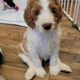 Labradoodle Puppies from Tyson's Farm Doodles