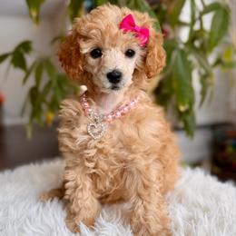 Purple Collar - Apricot female Poodle puppy in Pentwater, Michigan from Dumaw Creeks Pups
