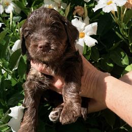 Tan collar girl - Phantom female Goldendoodle puppy in Fairfield, California from Twin Sisters Doodles