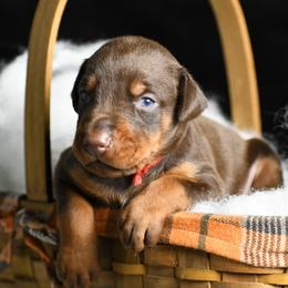 Sinner - Red and rust female Doberman Pinscher puppy in Overton, Texas from Obsidian Kennel