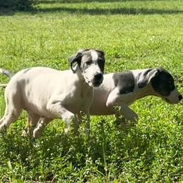 Freedom - Blue and white female Great Dane puppy in Florida from Beachside Kennels
