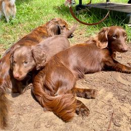 Dachshund Puppies from Lovin’ Li’s Furry Sausages