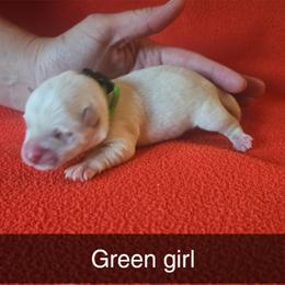 Green girl - Wheaten female Scottish Terrier puppy in Oakley, Michigan from Lindsay's Scottish Terriers