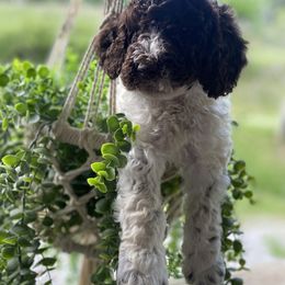 Goldendoodle and Poodle Puppies from The Poodle Plantation