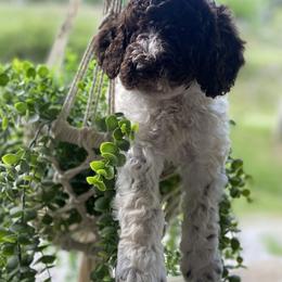 Goldendoodle and Poodle Puppies from The Poodle Plantation