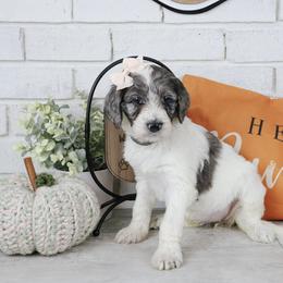 Dolly - Merle female Labradoodle puppy in Bryantown, Maryland from Doodles on Duty