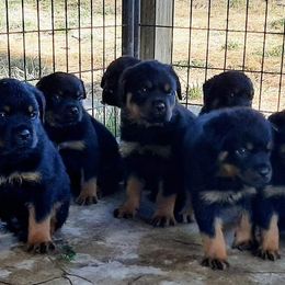 Rottweiler Puppies from C&C Royal Rottweilers