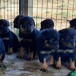 Rottweiler Puppies from C&C Royal Rottweilers