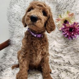 Sasha - Red  female Poodle puppy in Spartanburg, South Carolina from Taya's Pups
