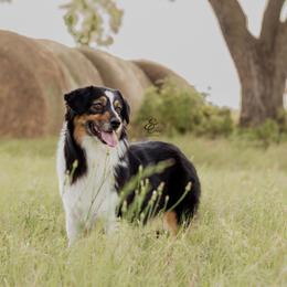 Australian Shepherd and Miniature Australian Shepherd All Grown Up from Ridgestar Aussies