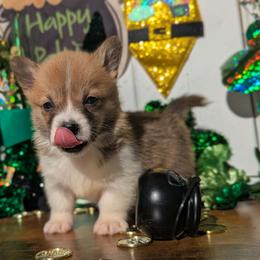 Fern - Red female Pembroke Welsh Corgi puppy in Columbus, Ohio from Rose Water Corgis in Ohio