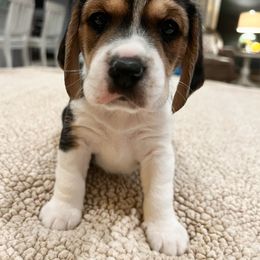 Theo - Black tan and white male Beagle puppy in Brownsboro, Texas from Willow Bark Beagles