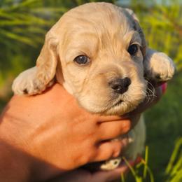 Reel - Cream male Cockapoo puppy in Indiahoma, Oklahoma from Phamily Doodles