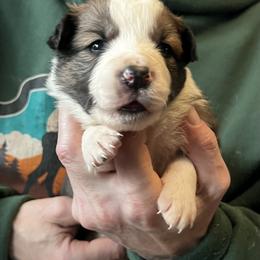 Trap - Sable male Border Collie puppy in Memphis, New York from Dual Traxx Border Collies