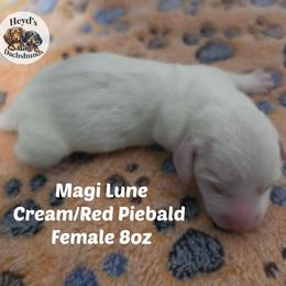 Magi Lune - Piebald female Dachshund puppy in Hoquiam, Washington from Heyd's Mini Dachshunds