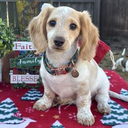 Peaches - Dachshund
