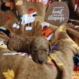 Donna - Red  female Poodle puppy in Blanch, North Carolina from Faithful Hearts Kennel