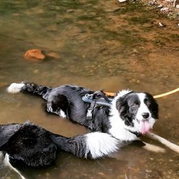 Border Collies from Kait Standal