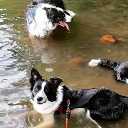 Border Collies from Kait Standal