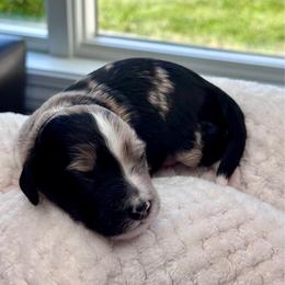 Tom Ford - Blue merle male Aussiedoodle puppy in Decatur, Illinois from Signature Doodles