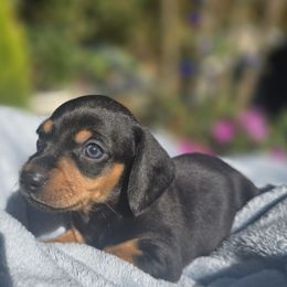 Reese - Piebald male Dachshund puppy in Auburn, Alabama from Labor of Love