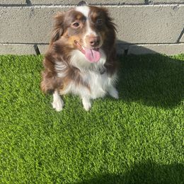 Ruby - Miniature Australian Shepherd
