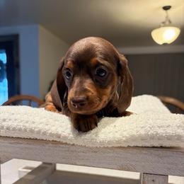 Jeanette - Chocolate female Dachshund puppy in Olathe, Colorado from Rocking LJ Breeding