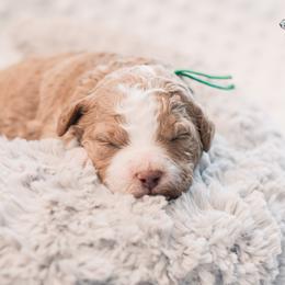 Peter - Red  male Goldendoodle puppy in Lima, Ohio from Hommel’s Mini Darling Doodles