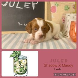 Julep - White and orange female Brittany puppy in Downers Grove, Illinois from Attitude Brittanys