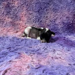 Boy 2 - Slate male Chinese Crested puppy in Auburn, Kansas from TopBrass Kennels