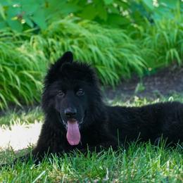 Light Blue Collar - Black male German Shepherd puppy in Howell, Michigan from Sheyenne’s Shepherds